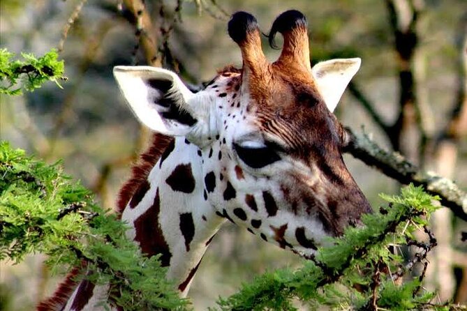 2-Day Wildlife Safari in Lake Mburo National Park - Day 2: cycling or another game drive