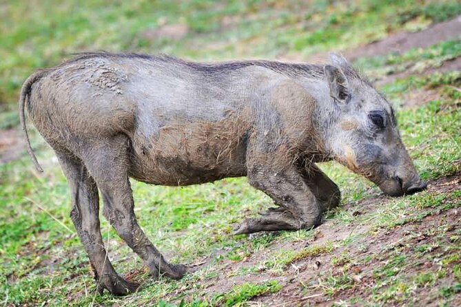 2-Day Wildlife Safari in Lake Mburo National Park - What the $512 price includes