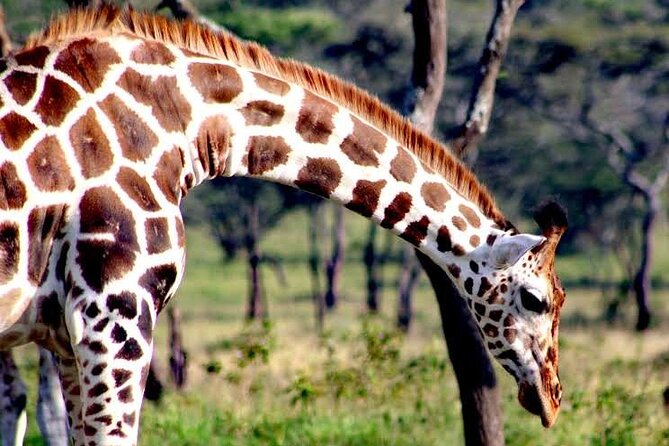 2-Day Wildlife Safari in Lake Mburo National Park - Accommodation, meals, and practical limits