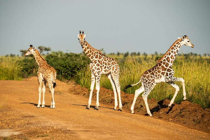 2 Days Budget Safari to Murchison Falls National Park - Key Things to Know Before You Go