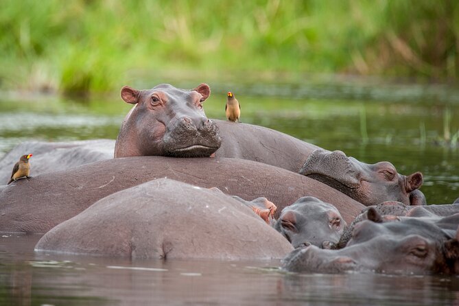 2 Days Budget Safari to Murchison Falls National Park - The Evening Drive Into the Park