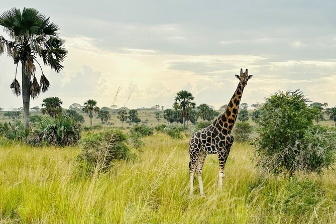 2 Days Budget Safari to Murchison Falls National Park - What the $750 Price Covers