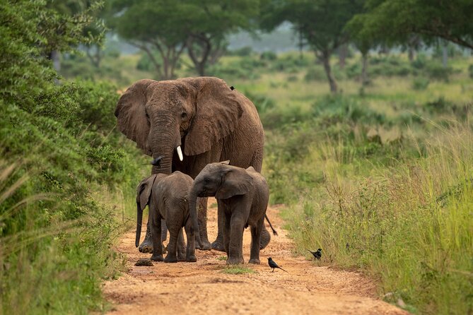 2 Days Budget Safari to Murchison Falls National Park - The Road From Kampala to Masindi