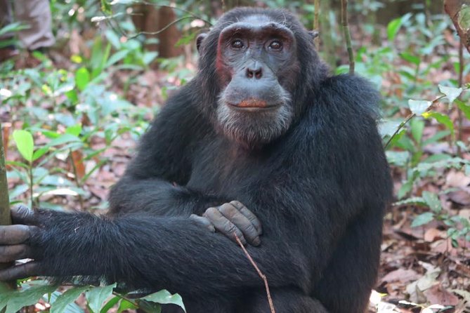 2 Days Chimpazee Safari In kibale Forest Park Uganda. - Key points before you book