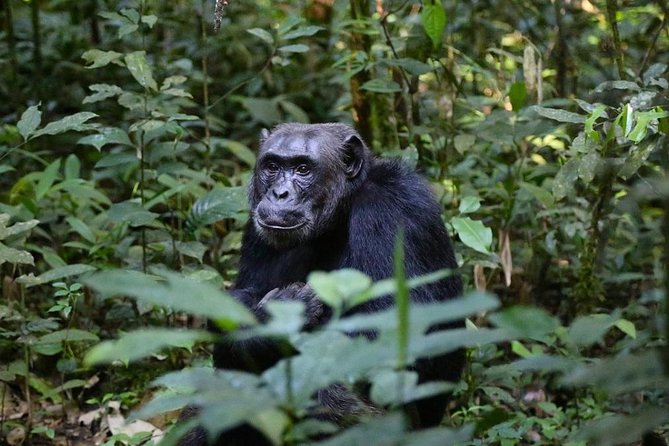 2 Days Chimpazee Safari In kibale Forest Park Uganda. - Why Kibale works for a two-day safari