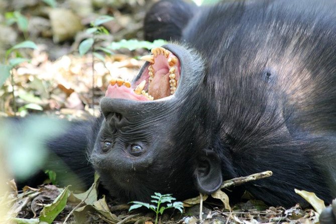 2 Days Chimpazee Safari In kibale Forest Park Uganda. - Fort Portal gives day one a useful pause