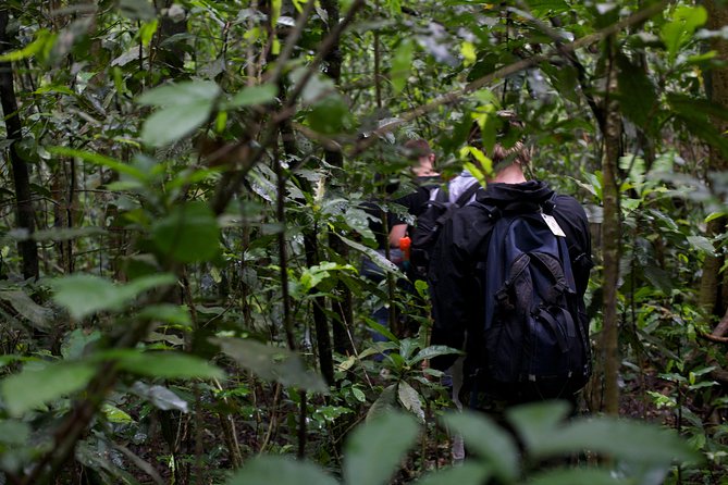 2 Days Chimpazee Safari In kibale Forest Park Uganda. - Choose between a community walk and Crater Lakes