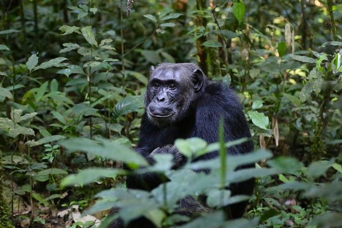 2 Days Chimpazee Safari In kibale Forest Park Uganda. - Six hours in the forest