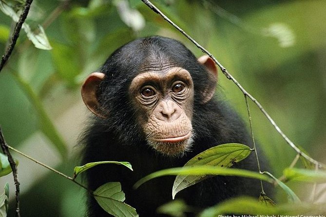 2 Days Chimpazee Safari In kibale Forest Park Uganda. - Lunch, then the long ride back