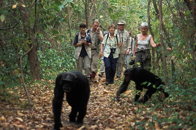2 Days Chimpazee Safari In kibale Forest Park Uganda. - What the $1,850 price really covers