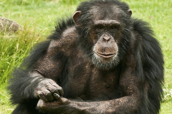 2 Days Chimpazee Safari In kibale Forest Park Uganda. - Leaving Kampala at 6:00 am