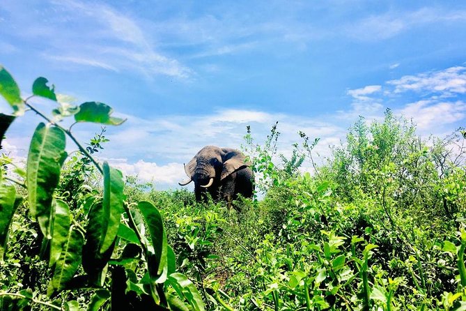 2 Days Family Safari to Murchison Falls Park Uganda - A short safari with a big first stop