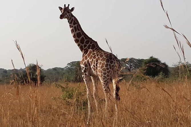 2 Days Family Safari to Murchison Falls Park Uganda - The Nile at sunset, with hippos and crocodiles nearby