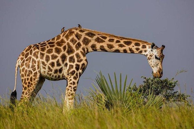 2 Days Family Safari to Murchison Falls Park Uganda - Game viewing toward the Delta