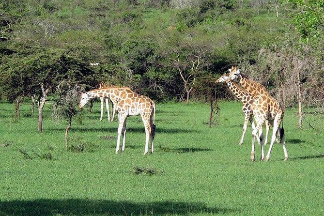 2 Days Family Safari to Murchison Falls Park Uganda - What the $2,100 group price really covers