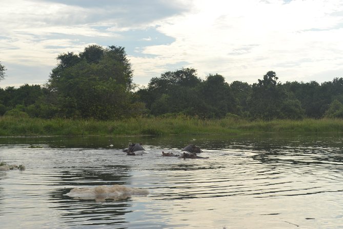 2 Days Family Safari to Murchison Falls Park Uganda - Seeing the Nile forced through Murchison Falls