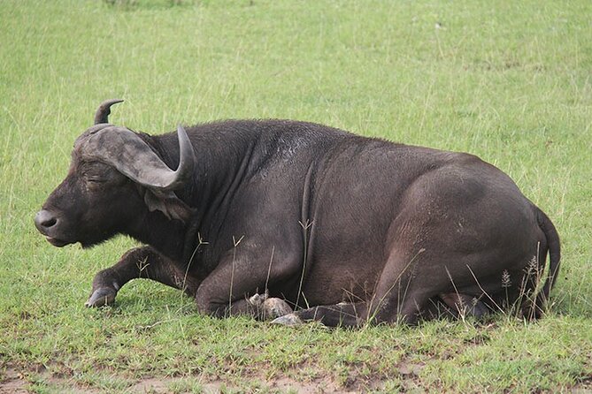 2 days Murchison Falls and Wildlife Game Viewing - The first evening game drive