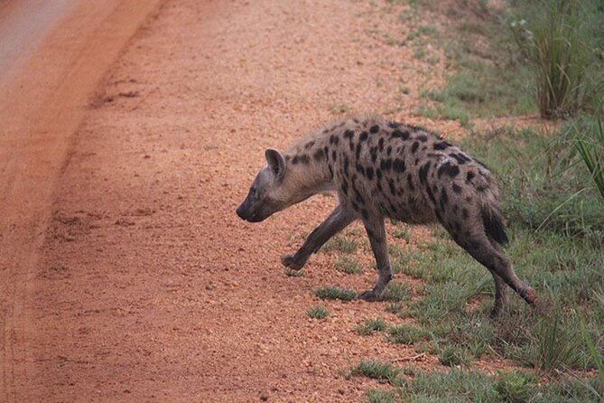 2 days Murchison Falls and Wildlife Game Viewing - Why the 6:30 am game drive matters