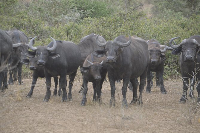 2 days Murchison Falls and Wildlife Game Viewing - The return through Kabalega Dinners