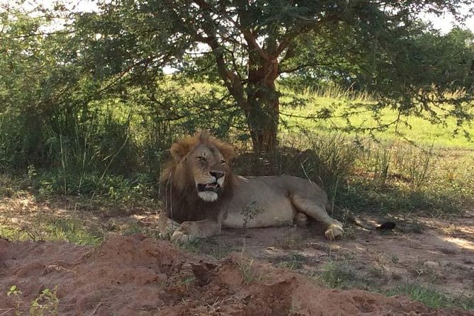2 days Murchison Falls and Wildlife Game Viewing - The Nile boat ride to the bottom of the falls