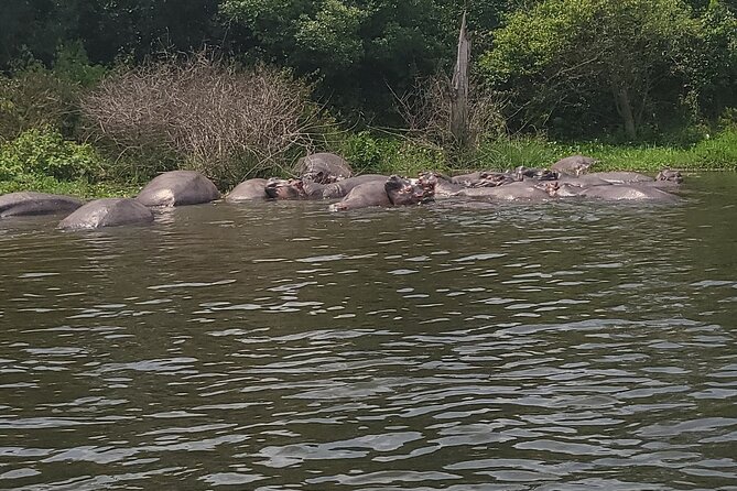 2 Days Murchison Falls Park Vacation - Game drives for lions, leopards, and herds