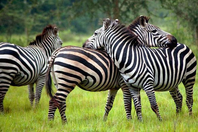 2 Days Popular Safari to Lake Mburo National Park - Why Lake Mburo works for a two-day safari