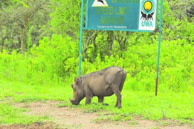 2 Days Popular Safari to Lake Mburo National Park - Lunch in Masaka and the road to Nshara Gate