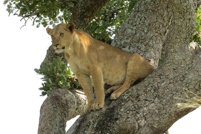 2 Days Popular Safari to Lake Mburo National Park - Evening accommodation and included meals