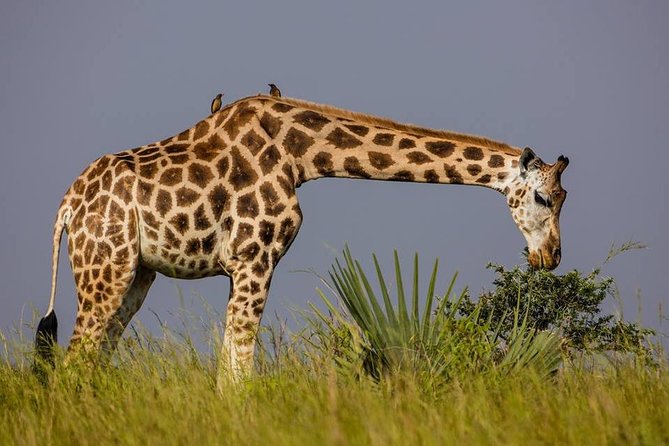 2 Days Popular Safari to Lake Mburo National Park - The return to Kampala and Entebbe