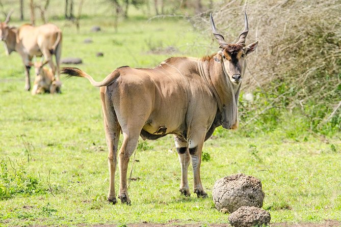 2 Days Popular Safari to Lake Mburo National Park - Mpambire drum village and the Equator at Kayabwe