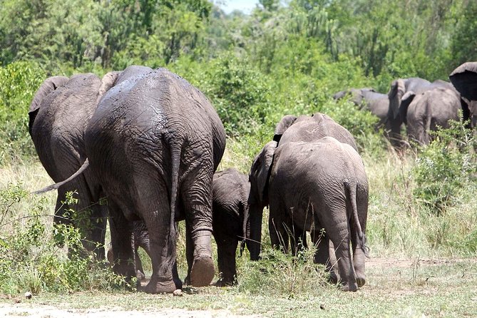 2 Days Safari To Queen Elizabeth National Park with Cruise - Meals, lodging, and the $1,350 price