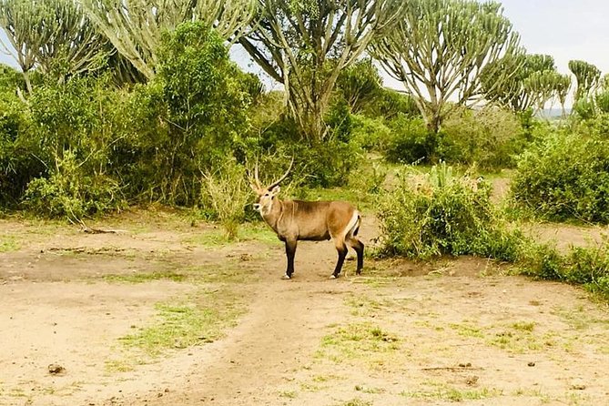 2 Days Safari To Queen Elizabeth National Park with Cruise - Who will enjoy this short Queen Elizabeth safari