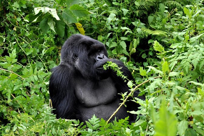 25 day uganda Rwanda kenya and Tanzania safari Zanzibar inclusive - Key points at a glance