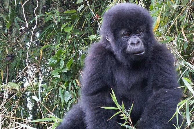 3-Day Climax Guided Gorilla Trekking Mist and Batwa Safari - The real shape of the three-day journey