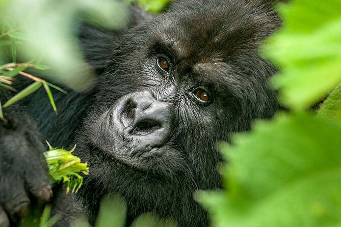 3-Day Climax Guided Gorilla Trekking Mist and Batwa Safari - Day two: the Bwindi gorilla trek