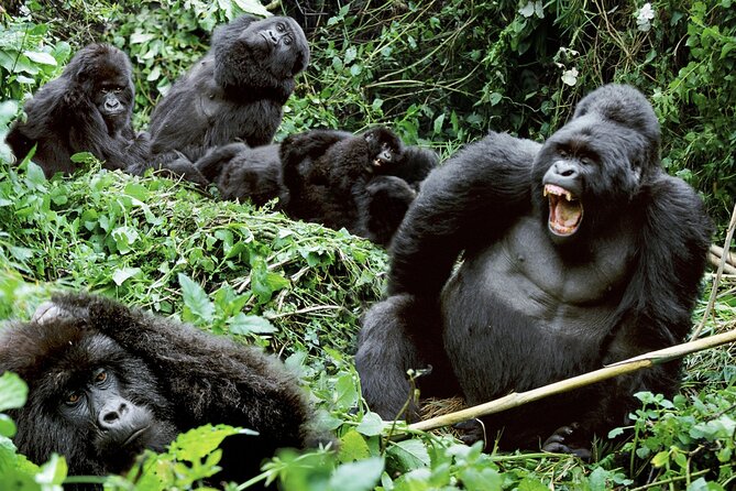 3-Day Climax Guided Gorilla Trekking Mist and Batwa Safari - Day one: from Kampala to the hills of Bwindi