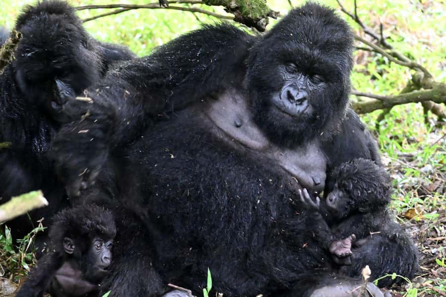 3-Day Gorilla Experience In Uganda - Why This Three-Day Route Works