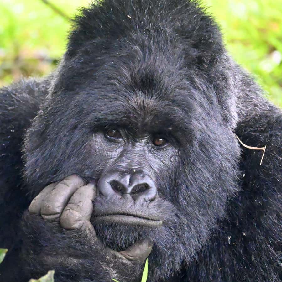 3-Day Gorilla Experience In Uganda - Day One: Kigali, Entebbe, and the Road to Bwindi