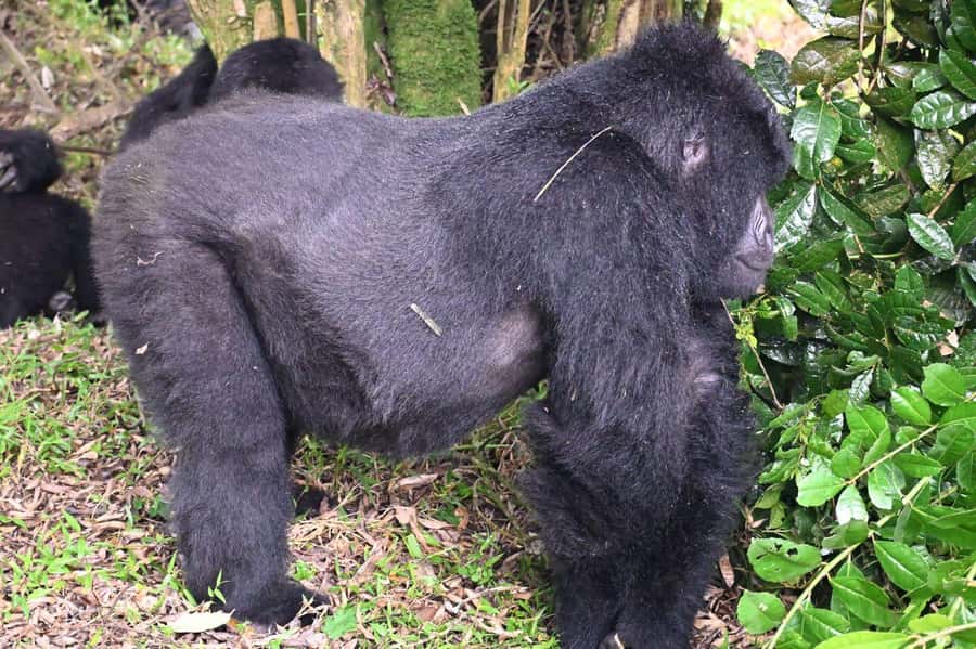 3-Day Gorilla Experience In Uganda - The Guide Makes a Big Difference