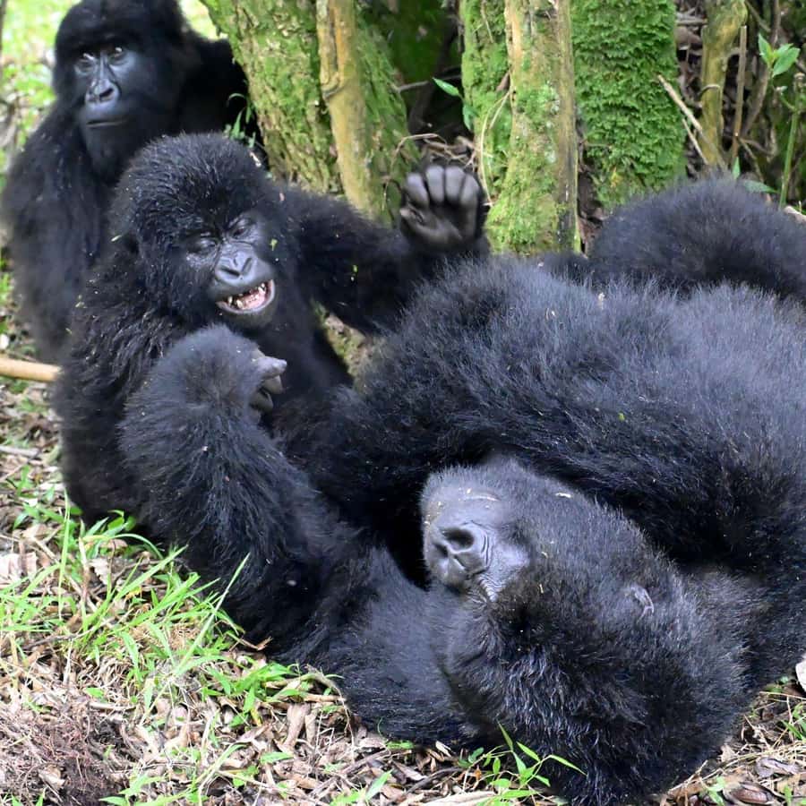 3-Day Gorilla Experience In Uganda - The Bwindi Gorilla Trek: What Your Two to Three Hours Mean