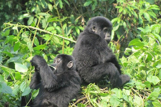 3-Day Gorilla Trekking Budget Safari in Uganda - Why this short Uganda safari works