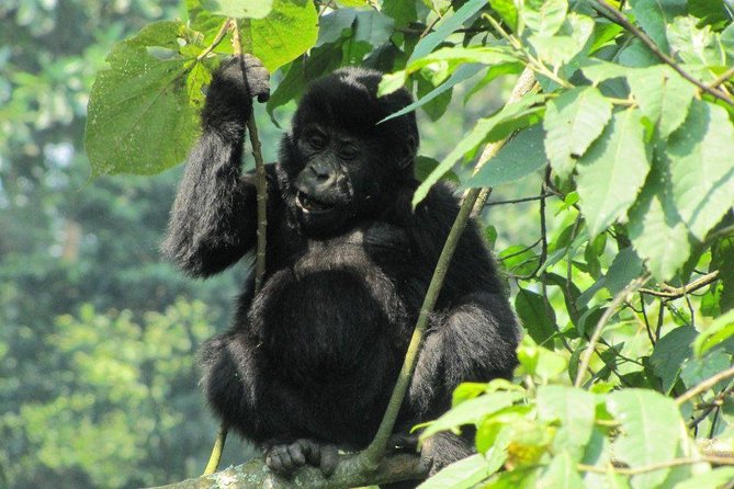 3-Day Gorilla Trekking Budget Safari in Uganda - Day 2: The gorilla trek in Bwindi
