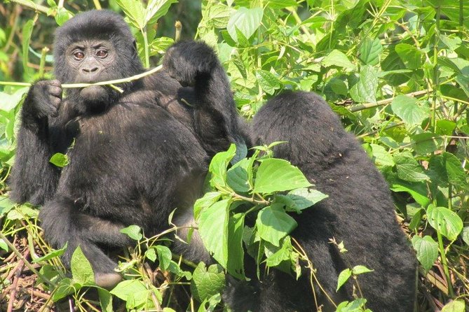 3-Day Gorilla Trekking Budget Safari in Uganda - Optional experiences around Lake Mutanda and Mgahinga