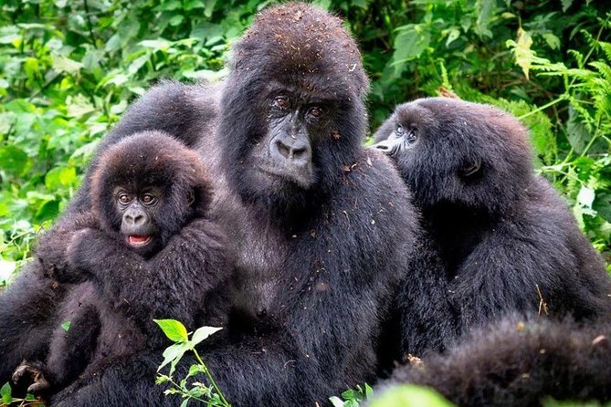 3-Day Gorilla Trekking Bunyonyi Mist Relaxation Safari - Day 2: Finding gorillas in Bwindi’s steep forest