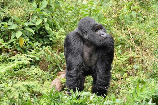 3-Day Gorilla Trekking Bunyonyi Mist Relaxation Safari - What the gorilla encounter is really worth