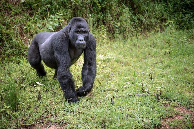 3-Day Gorilla Trekking Bunyonyi Mist Relaxation Safari - Day 3: Lake Bunyonyi and the long road back