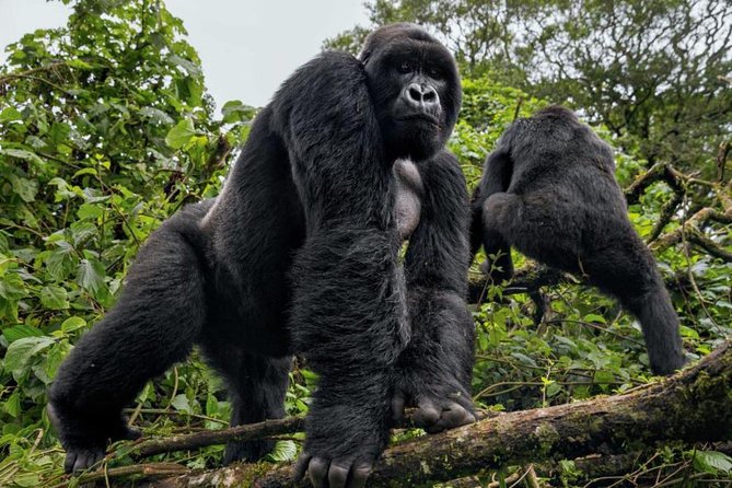 3-Day Gorilla Trekking Bunyonyi Mist Relaxation Safari - Should you book the 3-Day Gorilla Trekking Bunyonyi Safari?