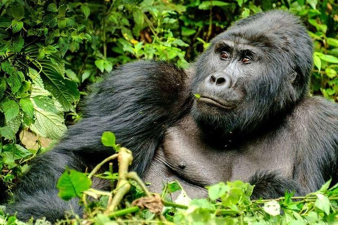 3-Day Gorilla Trekking Bunyonyi Mist Relaxation Safari - Day 1: Entebbe to Bwindi through Uganda’s countryside