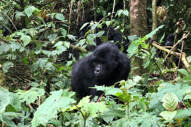 3 Day Gorilla Trekking Luxury Safari in Uganda - Why this three-day Uganda safari works