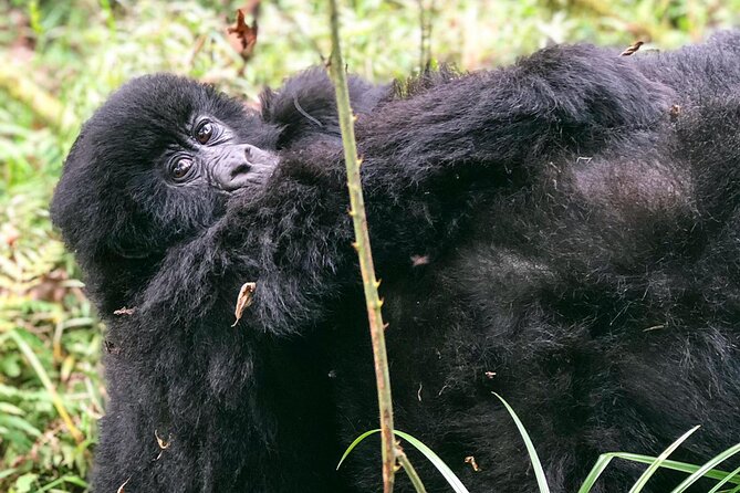 3 Day Gorilla Trekking Luxury Safari in Uganda - Day 3: Return flight and the tight finish